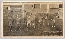 1907 Hood Farm Lowell MA Jersey Heifer Calves & Bull Pedigree Postcard C424