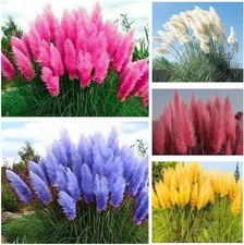1000+ Mix Pampas Grass Seeds for Planting Cortaderia Selloana 