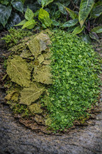 30g Mulberry Leaves for Shrimp, Snails and Pleco's