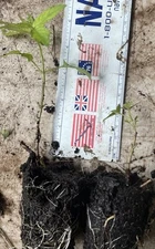 2 Well Rooted 1”-2” Elderberry Starter Plants (Sambucus canadensis) NO LEAVES