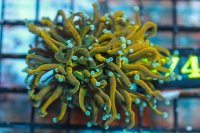 WYSIWYG live coral - Corals Depot - CDC holy guacamole gold torch