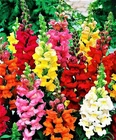 Snapdragon Seeds Tall Mix 1,000+ Seeds NON-GMO BUY 4 GET FREE SHIPPING