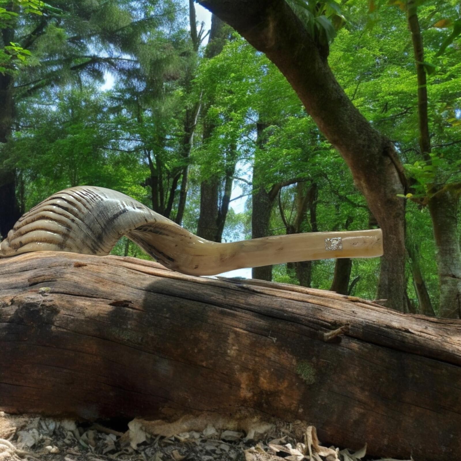 Picture 12 of 24