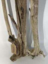 36 Driftwood Natural Aquarium Plant Art Unique Taxidermy Decor