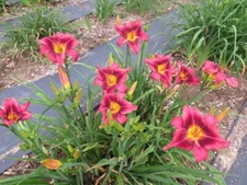 Daylily Seed Hemerocallis Hybrids 50 Mixed Lot Seeds