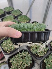 50 X Vassoio Microgreens 10×12 cm con Fori e senza Coltivazione Indoor Germogli