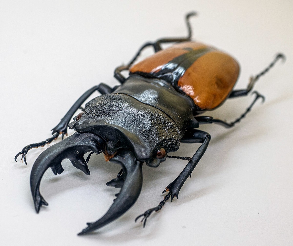 Lucanidae - Stag Beetle - Odontolabis ludekingi (m) 70mm