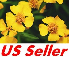 300 Seeds, Tarragon Seeds E209, Home Garden DIY