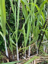 1 pot rooted Asian dark purple Sugarcane Plants Organic -Sugar Cane M a t m .