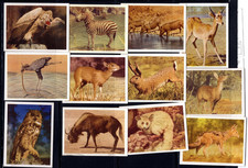 UTC South African National Parks Wild Animals Cigarette Tobacco Cards x 12 Lot B