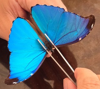 102 Nymphalidae