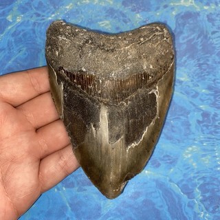 MEGALODON SHARK TOOTH 4.94” HUGE TEETH MEG SCUBA DIVER DIRECT FOSSIL NC 2560