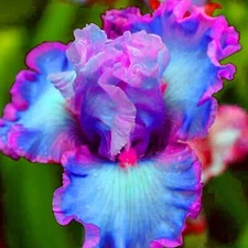 50 Heirloom Iris Seeds Fragrant Flower Plant (much less money than bulbs)