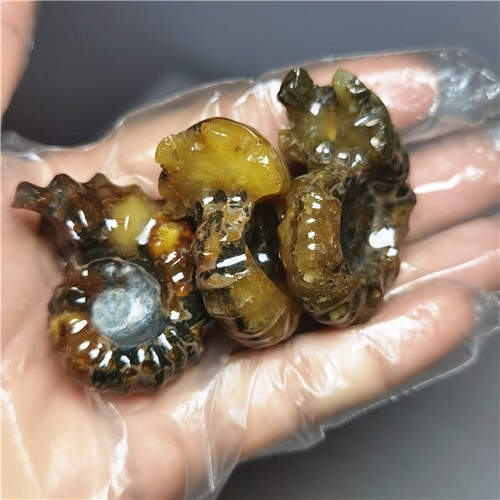 113g Ammonite specimens of natural conch from "goat's horn" of Madagascar L806 - Picture 7 of 13