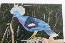 Florida FL Miami Parrot Jungle cartolina vecchia cartolina d'epoca vista souvenir standard