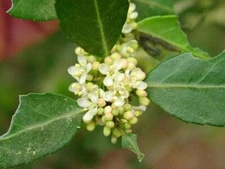 Ilex vomitoria | Weeping Yaupon Holly pendula | 20_Seeds