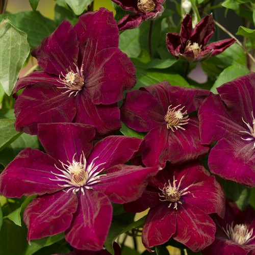 1 clematis rouge cardinal plant 9 cm pot