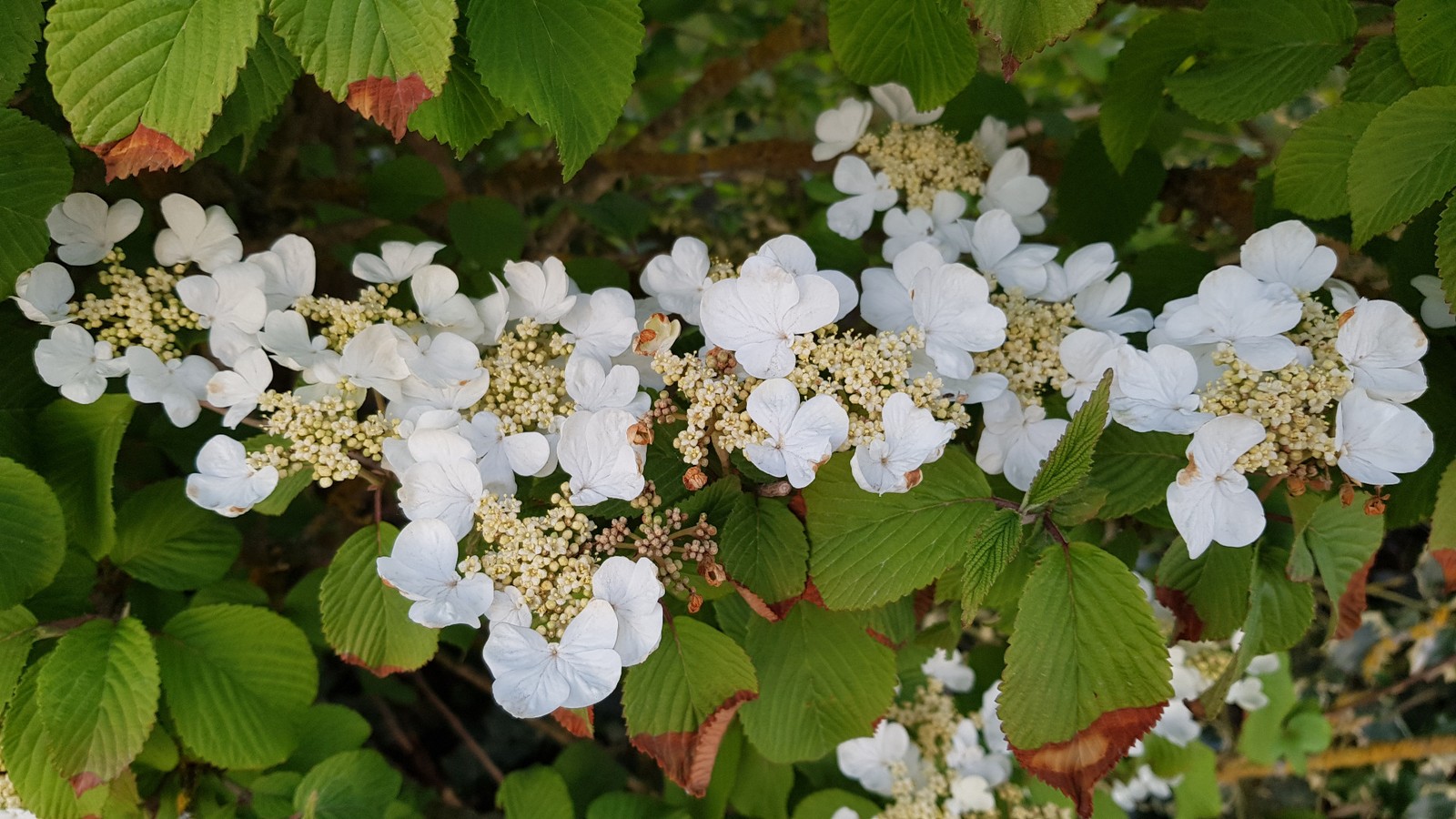 Viburnum plicatum Mariesii arbuste floraison blanche viorne du japon de mi ombre