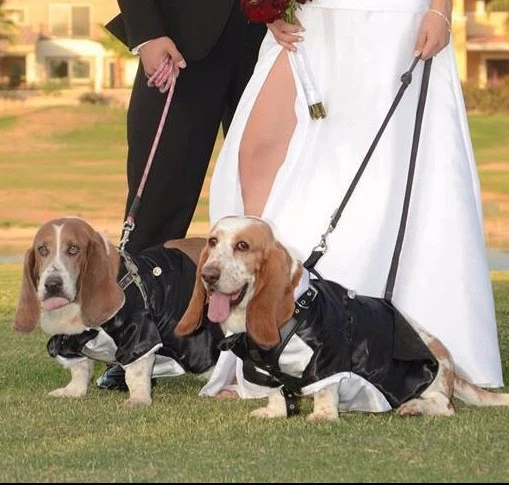 Esmoquin Elegante Disfraz de Esmoquin de Lujo Calidad Huir para Mascotas - Perro o Gato Foto 4 de 4