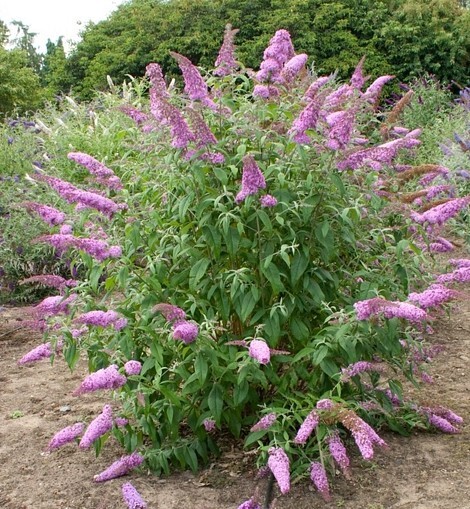 Vivaio Di Castelletto - Buddleia Davidii Royal Red 'Albero Delle - Foto 5