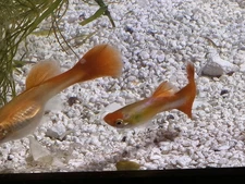 Red Cap Kahuka Guppy- male + 3 Female Baby Guppys