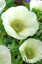 White Bride Anemone Bulbs for Planting