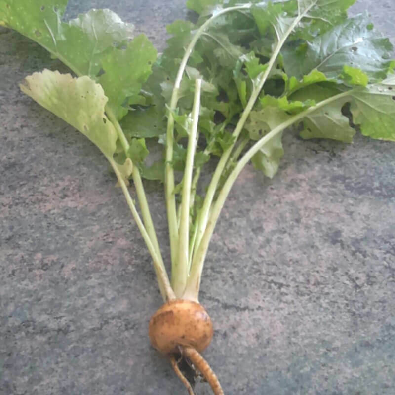 50 Semillas De Nabo Amarillo de Oro Golden Ball, Brassica Rapa