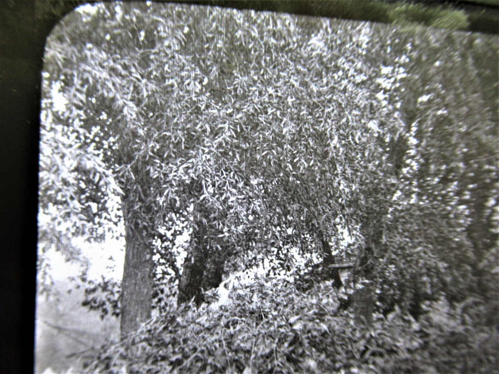 Picture 6 of 7