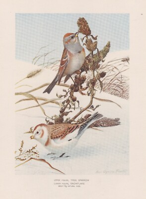 6 Original Antique Bird Prints Sparrow Kinglet Thrush Cuckoo Phoebe Fuertes 1902