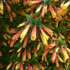 Brazilian Fuchsia Indoor Plant Tender Flower Shrub Jacobinia 1 or 3 9cm Pot T&M