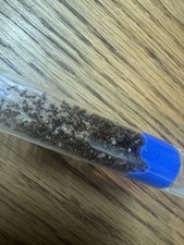 Queen Ant Aphaenogaster occidentalis 7 queens 200 workers eggs