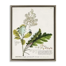 Vintage Botanical Plant Illustration Framed Floater Canvas Wall Art by Unknown