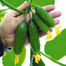 Seeds Cucumber Grapevine F1 Vegetable Early High-yield Organic Ukraine