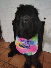 BIG DOG Newfoundland St Bernard "Found My Forever Home" SLOBBER Drool BIB