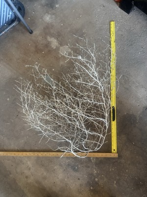 24  X 30  Tumbleweed Art Decor Real Straight From Wichita Mountains In Oklahoma