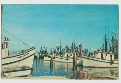 SHRIMP BOATS Rest Snugly FLORIDA Harbor FL Postcard Santa Maria Ponce de Leon