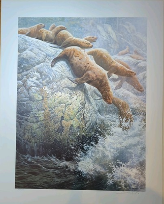 #ad Seerey LESTER The Plunge. Northern Sea Lions Limited Edition Print with Folder $175.00