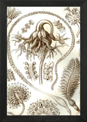 Ernst Haeckel Sea Life Illustration gerahmtes Wandbild Poster Leinwanddruck Bild