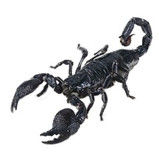 Heterometrus laoticus mounted ONE REAL EMPEROR SCORPION DEFENSIVE POSE