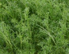 Sweet Chamomile Chamaemelum nobile herb Plant Bees Butterflies 9cm Pot