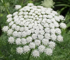 1001+BISHOP FLOWER Seeds Wildflower Queens Anne's Lace Summer Garden Container