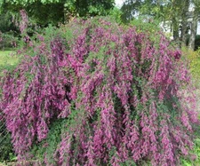 Lespedeza thunbergii UNIQUE HARDY SHRUB Seeds!