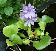 Floating Flowering Plant, Common Water Hyacinth, 1 Count Live Aquatic Plants,