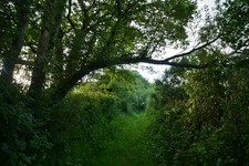 Photo A3 Mid Devon : Hall Lane Middlecott/SS7507 A track heading throug c2017