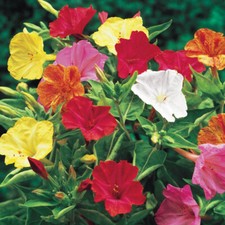 25+ FOUR O'CLOCK MIX SEEDS FRESH FOR YOUR FLOWER GARDENS