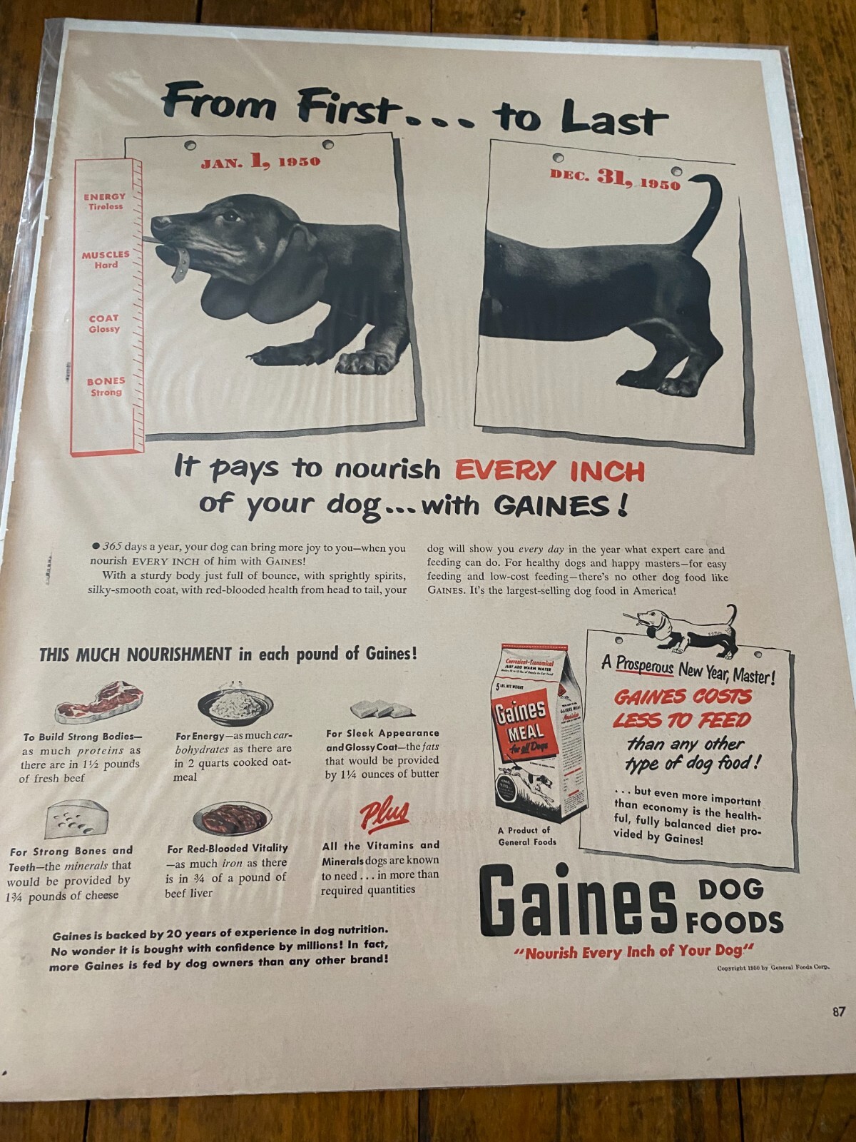 Dachshund Dog From First To Last Ad