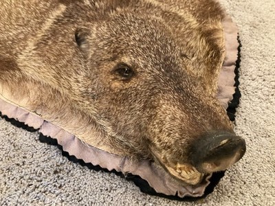 Vintage Collared Peccary Javelina Rug Taxidermy Mount Wild Boar