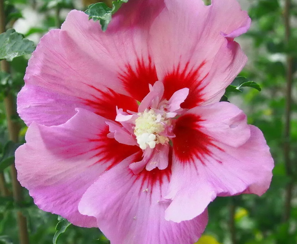 Giant hibiscus sale