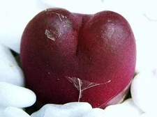 conophytum maughanii, mesemb exotic succulents seed living stones 50 SEEDS