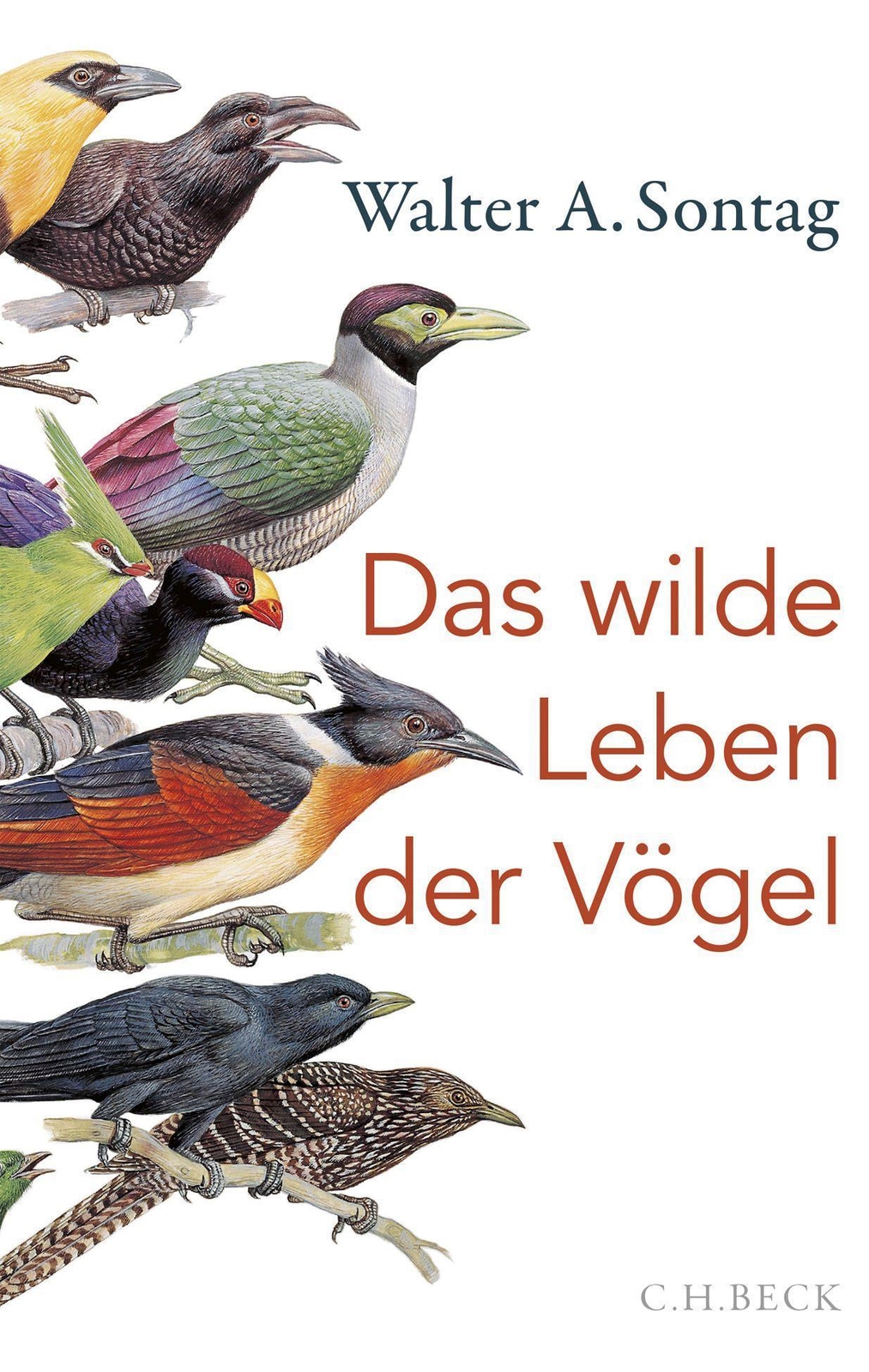 Thumbnail - Das Wilde Leben Der Vögel Walter A. Sontag